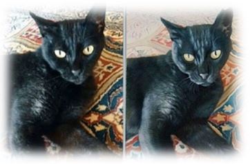 oelgemaelde tierportrait reproduktion katze